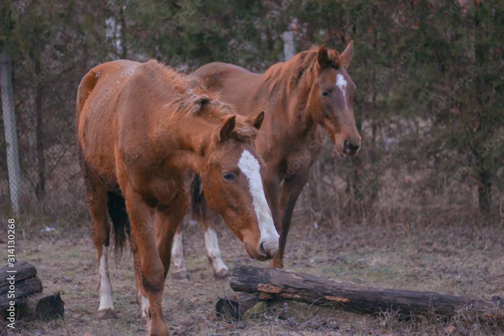 horses in the village