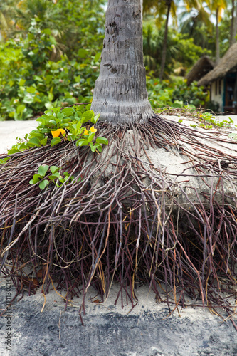 Mangrove tree at Santa Mart...