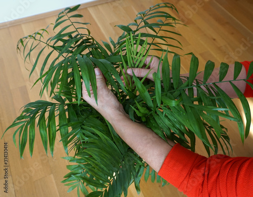 Chamaedorea elegans palm with woman hands on the leaves. Protection and care for houseplants, prevention against aphids, bacterial and viral diseases of plants. Botany and agriculture as hobby concept photo