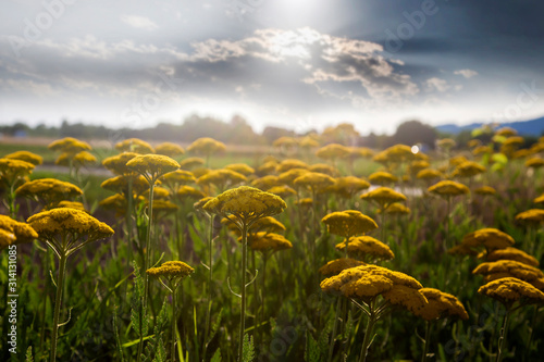  yarrow flower buds photo