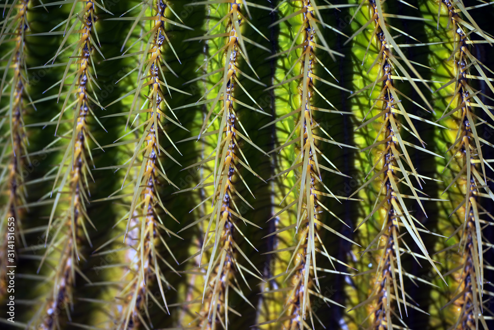close up of cactus, spain, spanien, la gomera, nature, turist, vacation, summer close up of cactus, spain, spanien, la gomera, nature, turist, vacation, summer