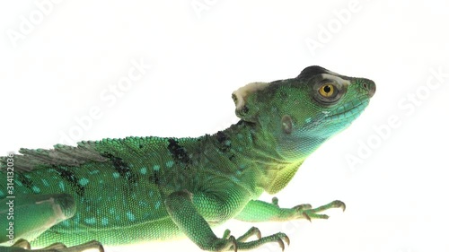 Wallpaper Mural Green basilisks or Basiliscus basiliscus on white background. Close up. Torontodigital.ca