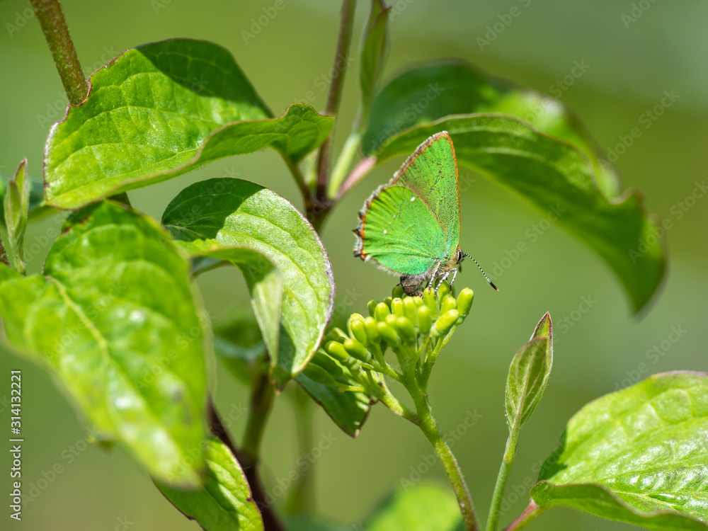 Green hairstreak (Callophrys rubi) resting Green hairstreak (Callophrys rubi) resting