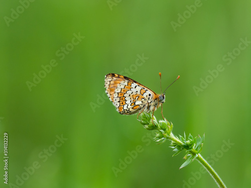 Glanville Fritillary (Melitaea cinxia ) butterfly