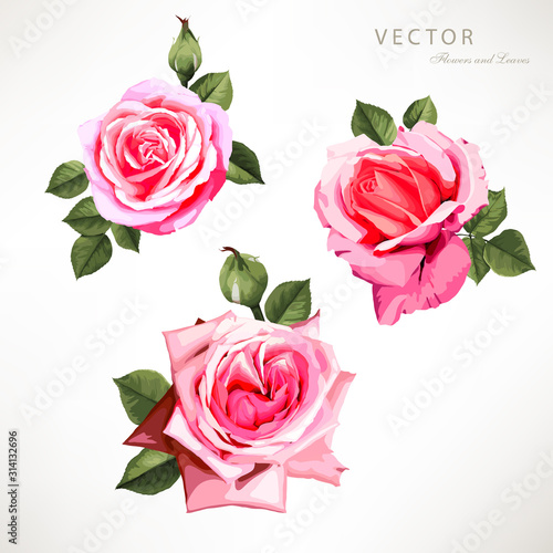 Roses. Flowers and leaves  can be used as greeting card  invitation card for wedding  birthday and other holiday and  summer background. Botanical art. Vector illustration