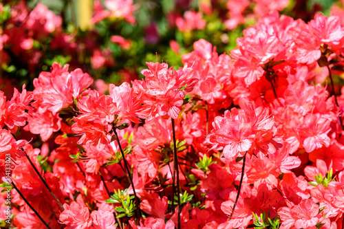 Close up of many delicate vivid pink flowers of azalea or Rhododendron plant in a sunny spring Japanese garden   beautiful outdoor floral background