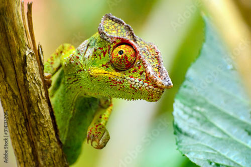 Chameleon portrait