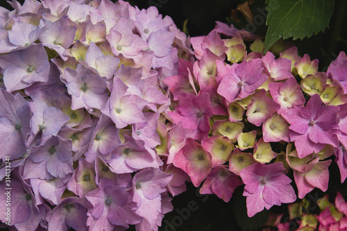 Detail of hydrangea pink purplish flowers photo