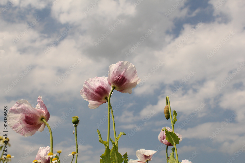 two white poppy flowers togethr and a sky with clouds in the background