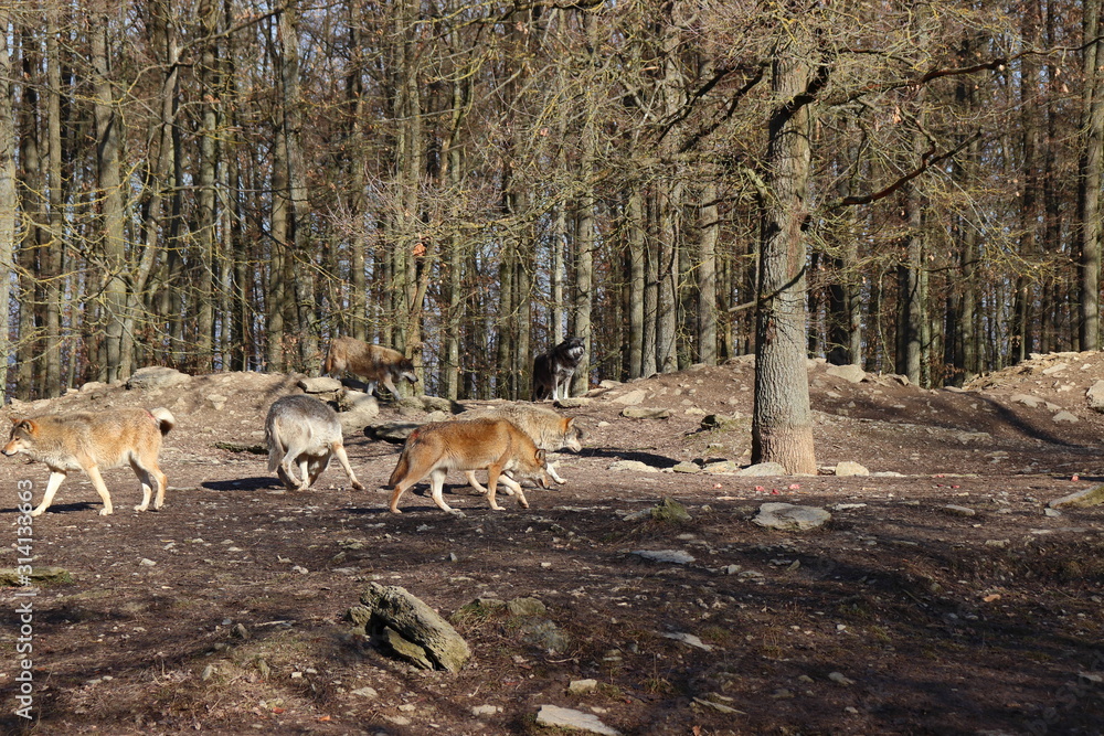 Fototapeta premium Canadian wolf group in wildpark in canada. 