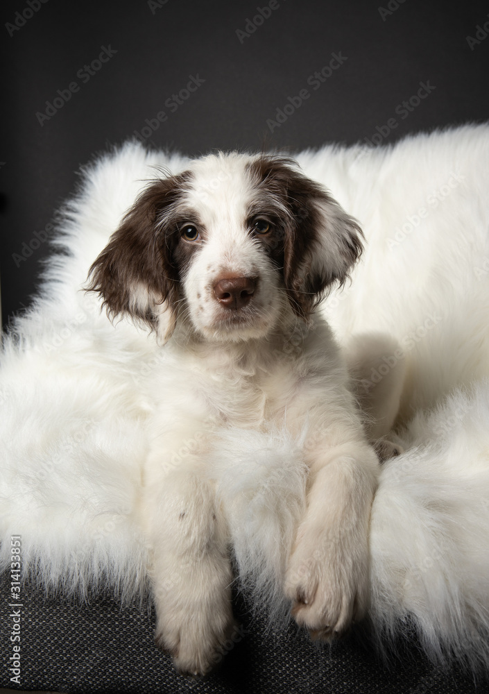 portrait of a puppy lying on a chair in studio portrait of a puppy lying on a chair in studio