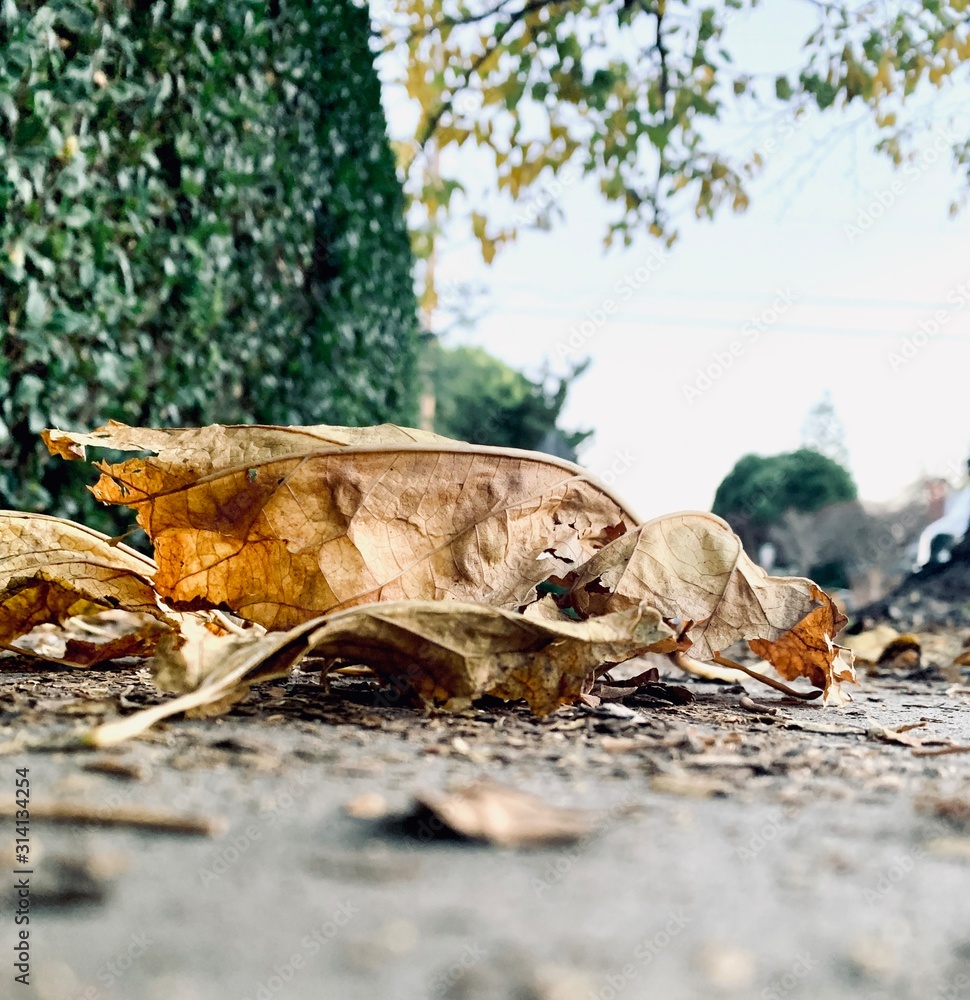 Dry leaves fallen on the sidewalk Dry leaves fallen on the sidewalk