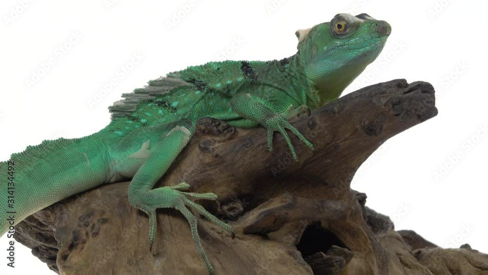 Green basilisks or Basiliscus basiliscus on white background. Close up. Green basilisks or Basiliscus basiliscus on white background. Close up.
