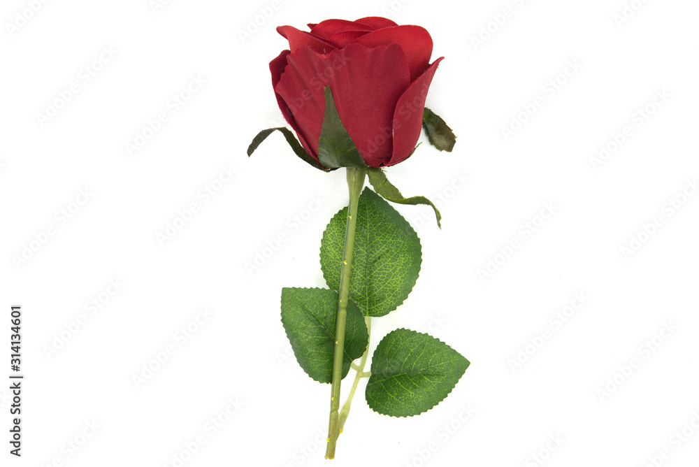 red roses clothes on white background red roses clothes on white background
