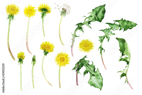 Beautiful bouquet of wild flowers of yellow dandelions with green leaves, watercolor painting, composition, isolated on white background. Poster, cover, wallpaper, design, packaging, website, art.