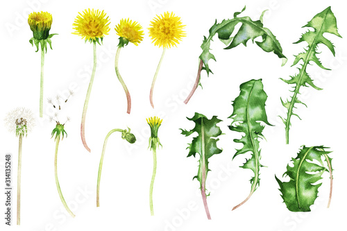 Beautiful bouquet of wild flowers of yellow dandelions with green leaves, watercolor painting, composition, isolated on white background. Poster, cover, wallpaper, design, packaging, website, art.