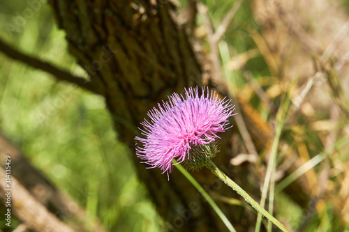 Close up macro of Isolated Beautiful Pink Texas Thistle bloom (Cirsium texanum) photo