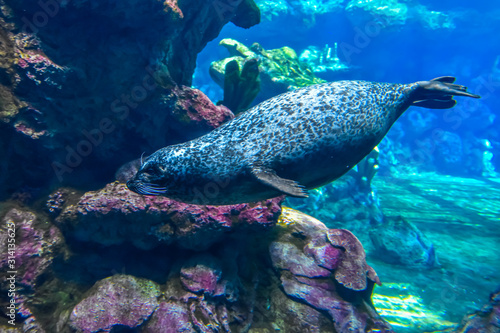 a seal swimming underwater