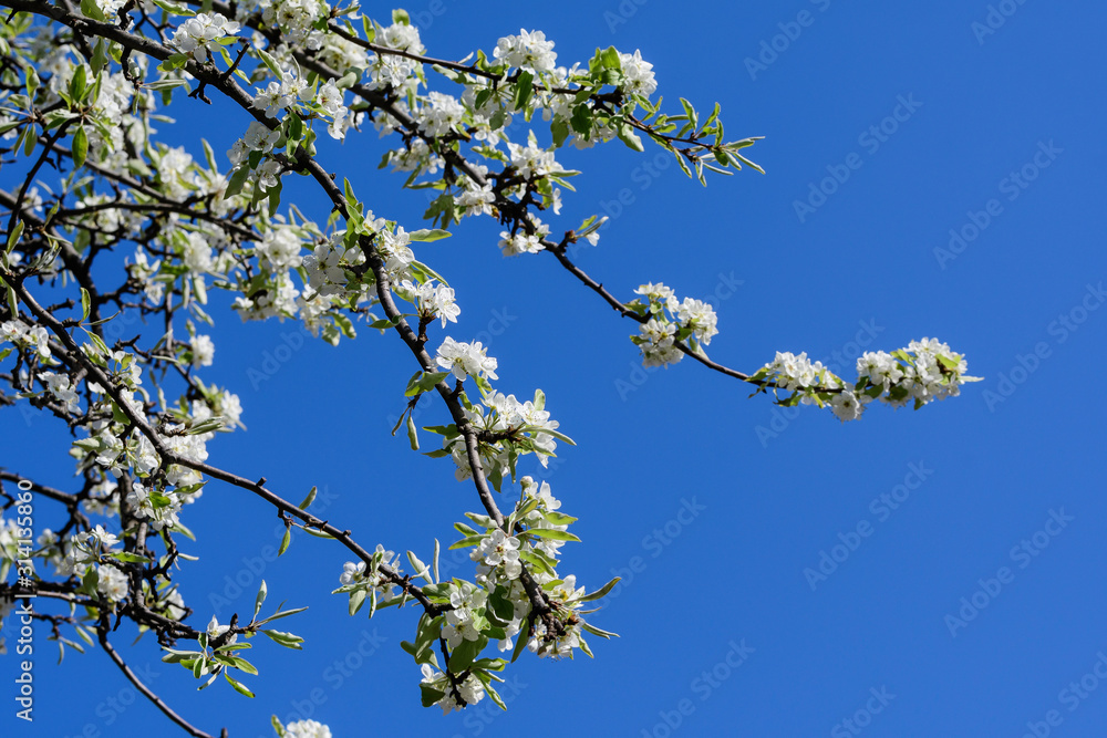 Large branch with white pear tree flowers in full bloom and clear blue sky in a garden in a sunny spring day, beautiful Japanese trees blossoms floral background, sakura Large branch with white pear tree flowers in full bloom and clear blue sky in a garden in a sunny spring day, beautiful Japanese trees blossoms floral background, sakura