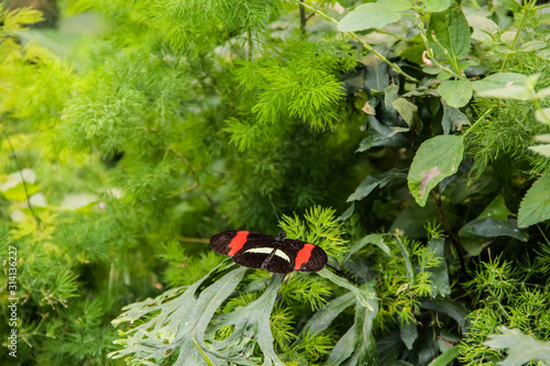 Butterfly on Leaves
