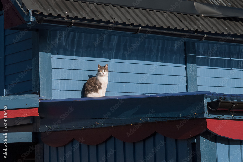 The cat sitting on the roof warms itself in the rays of the spring sun.
