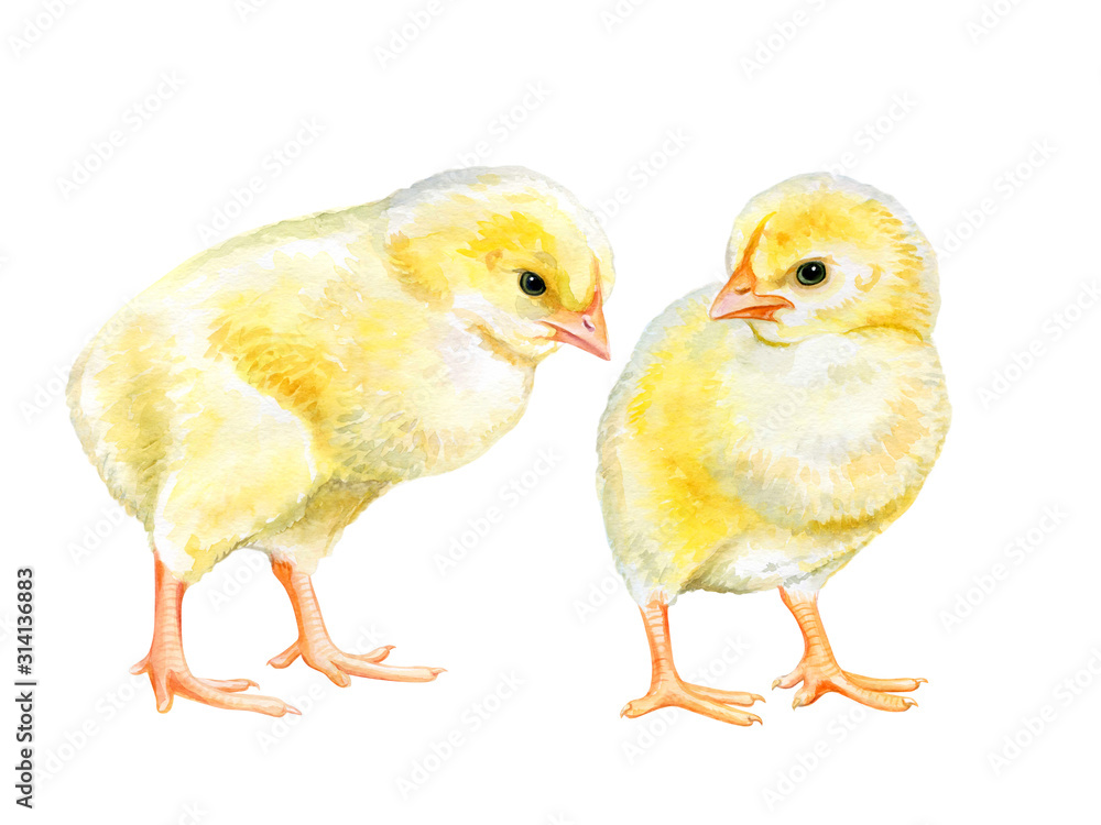 Yellow realistic chickens isolated on white background. Watercolor. illustration. Hand painted. Close-up. Hand drawing.