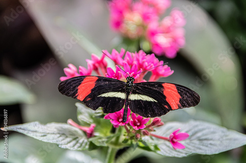 Butterfly on Flowers