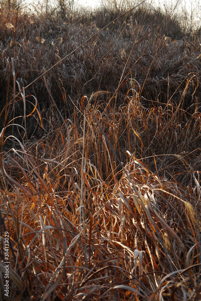 Fototapeta premium field dry grass at sunset
