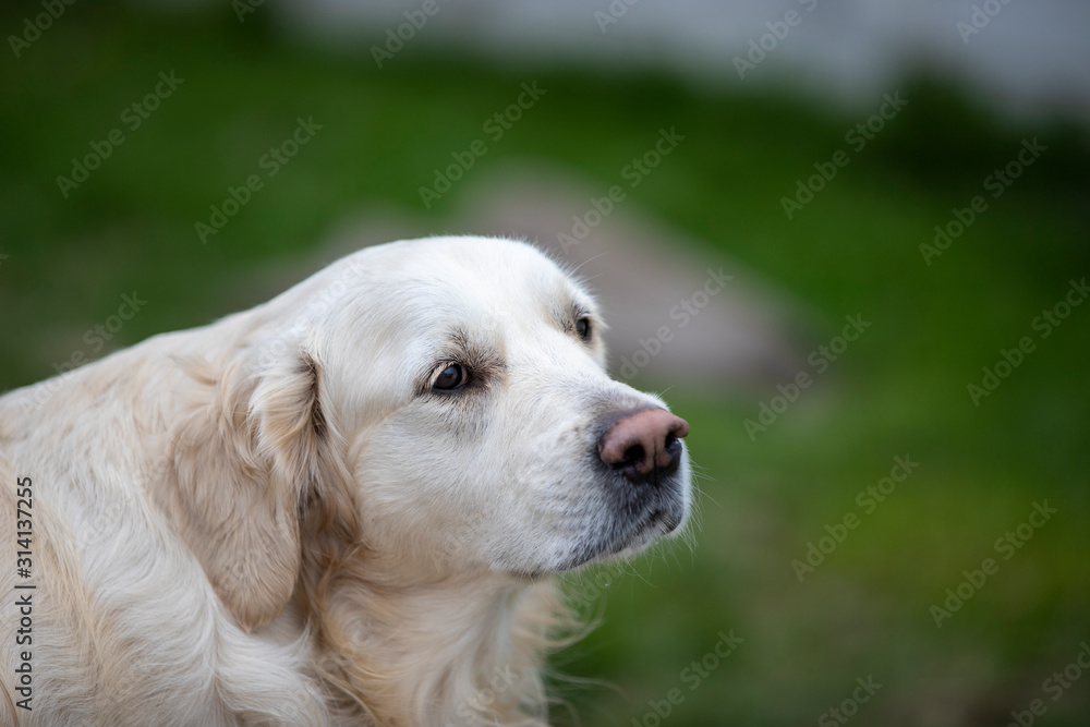Close up of a white golden retriever looking into the distance with grass on the background