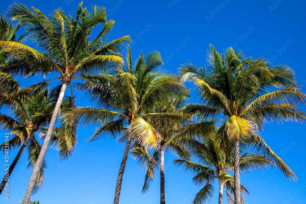 Palm trees background the blue sky sunny day in Paradise