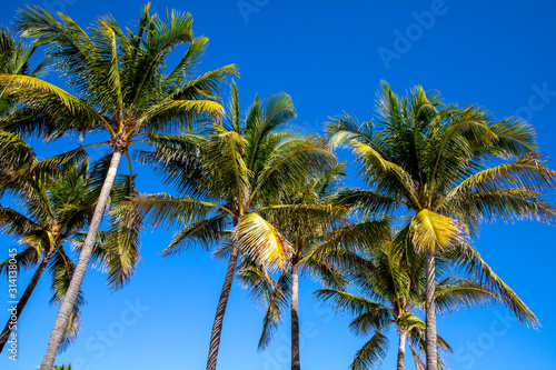 Wallpaper Mural Palm trees background the blue sky sunny day in Paradise Torontodigital.ca
