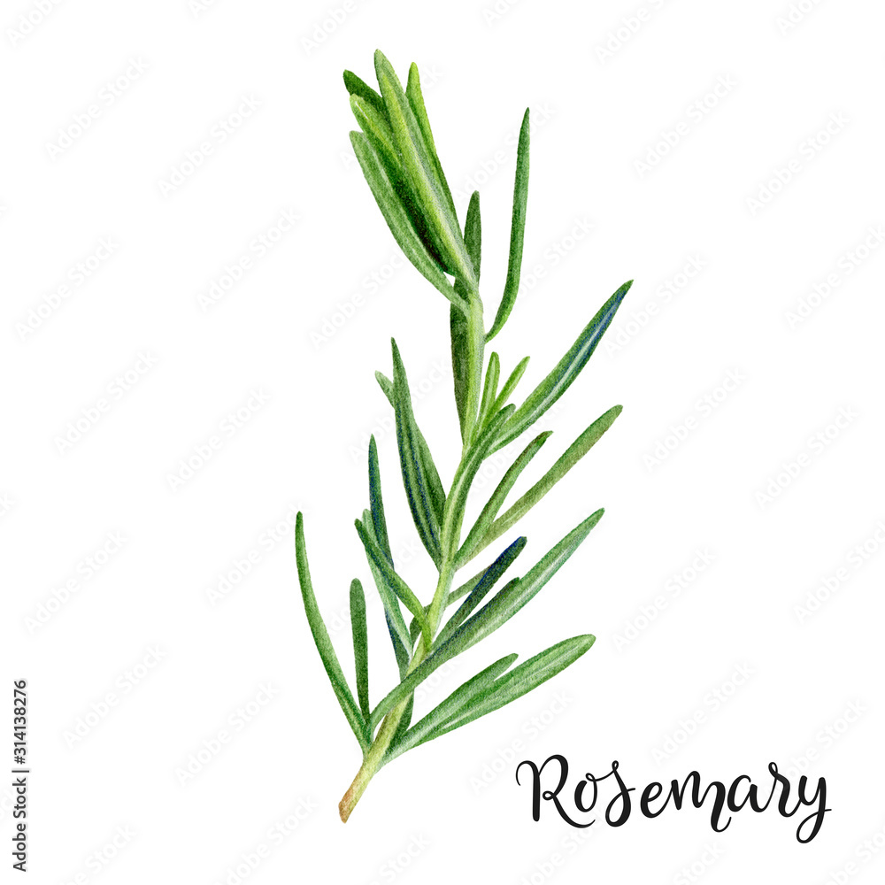 Rosemary herb watercolor isolated on white background
