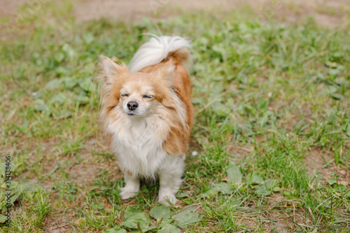 Cute little smiling dog Chihuahua in the garden on the grass is resting on a hot sunny summer day.Young energetic dog is walking in the meadow. Harmonious relationship with the dog  education and