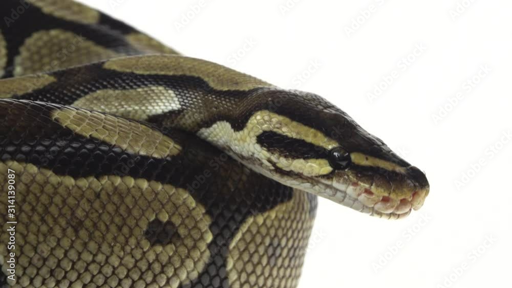 Royal Python or Python regius on wooden snag in studio against a white background. Close up Royal Python or Python regius on wooden snag in studio against a white background. Close up