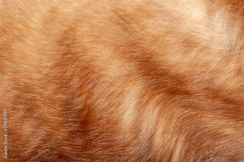 Animal hair closeup, texture, background © Denis