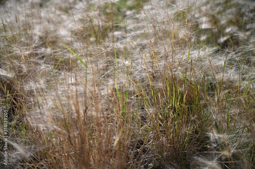 dry grass in the setting sun