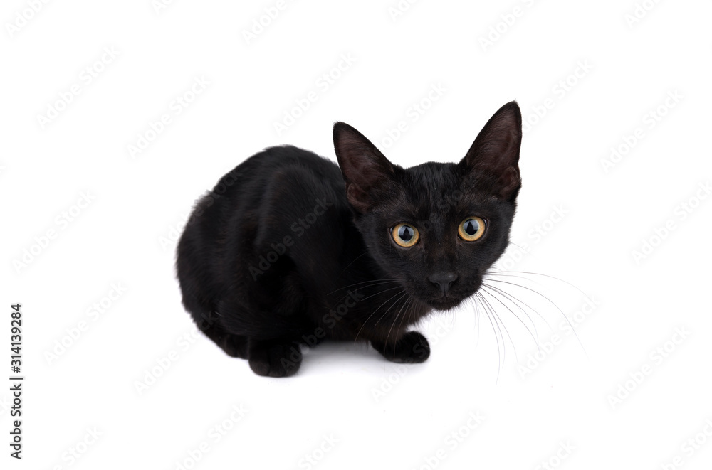 Black kitten isolated on white background Black kitten isolated on white background