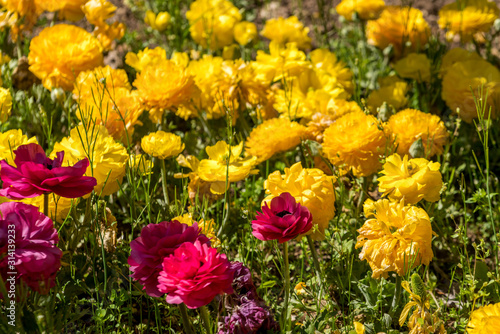 Yellow and red flowers in the garden