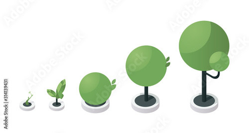 Tree growth stages isometric vector illustration. Green sapling development process steps, plant growing from little sprout to large tree. Gardening, horticulture, botany concept design element