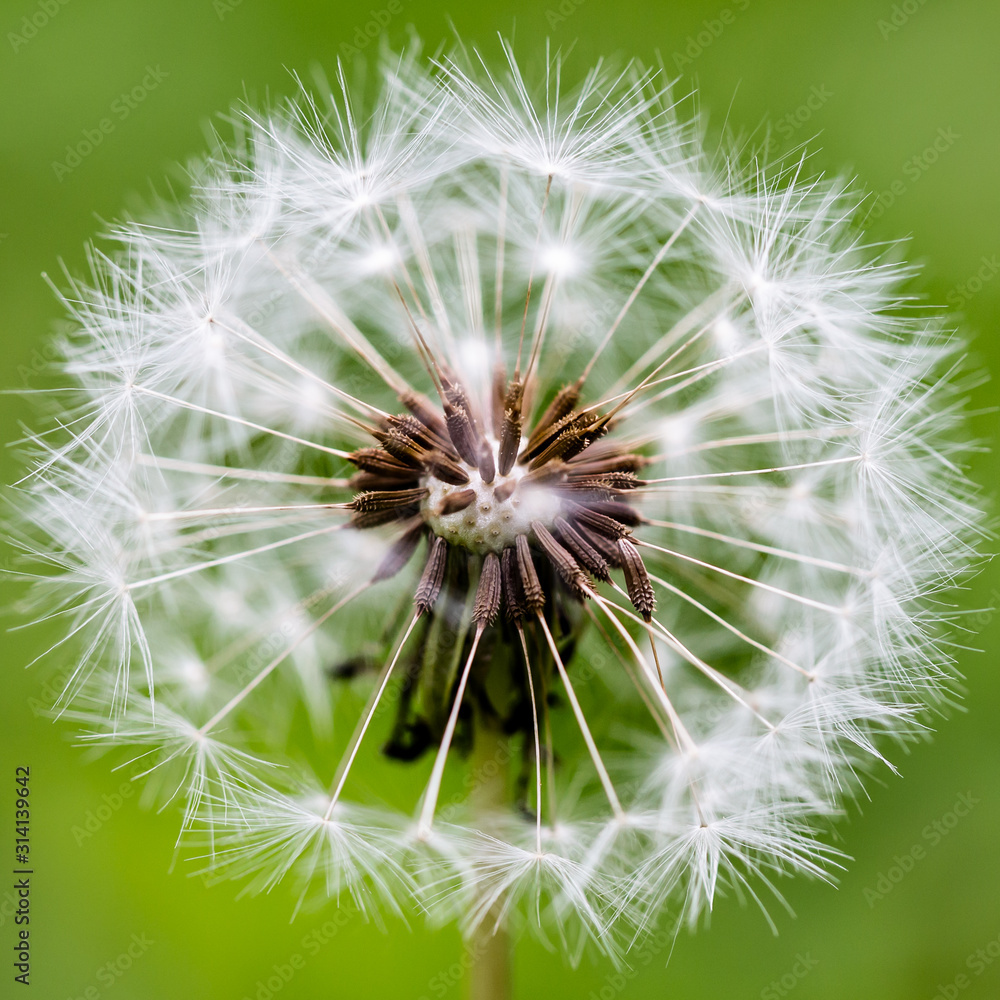 White dandelion flower close-up on a green background. White dandelion flower close-up on a green background.