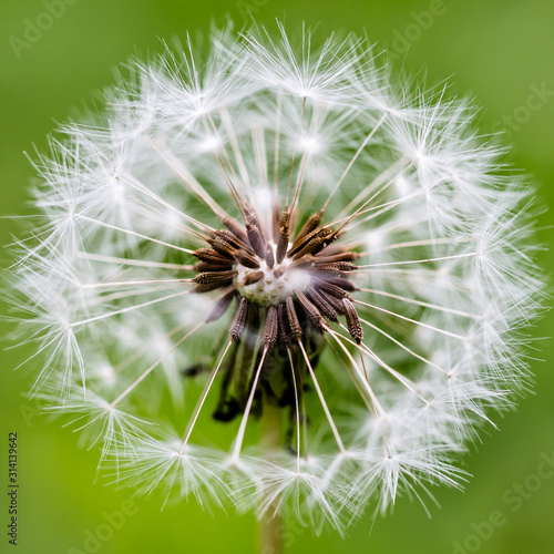 White dandelion flower close-up on a green background.