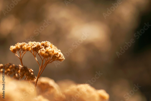 Winter Yarrow Seed Head