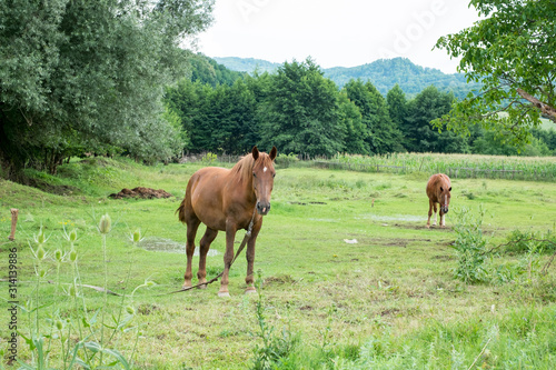 brown horses graze the grass