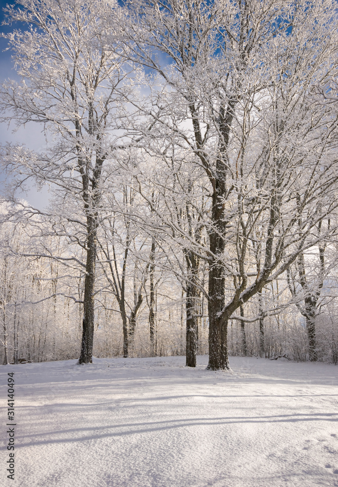 Winter snowy trees in the field. winter sunny landscape. Latvia Winter snowy trees in the field. winter sunny landscape. Latvia
