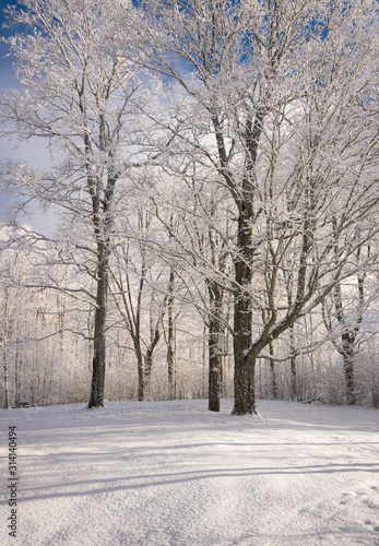 Winter snowy trees  in the field. winter sunny landscape. Latvia © Girts Pa