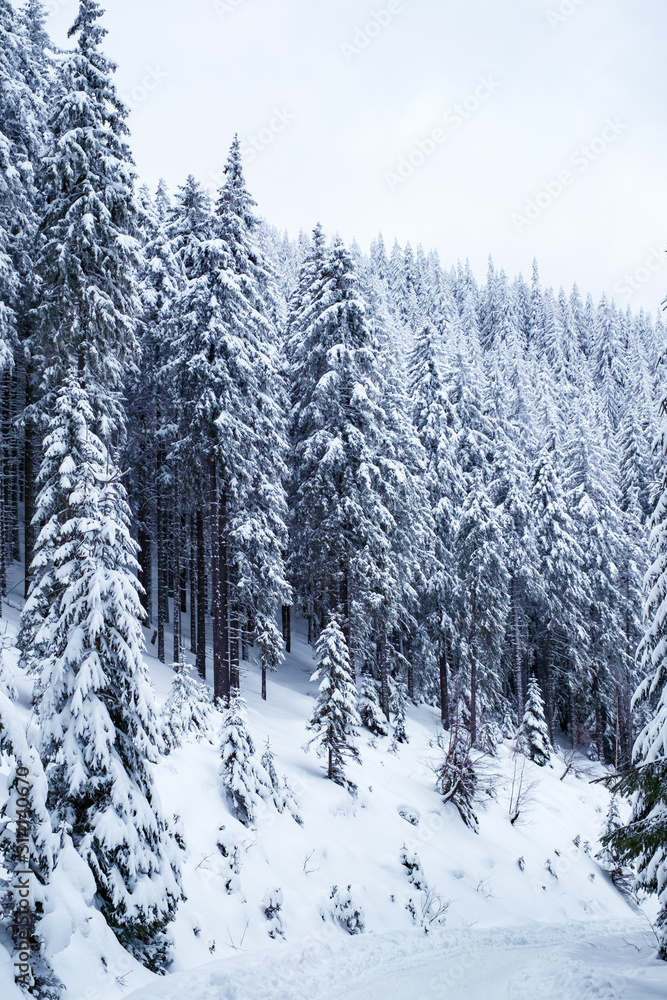Fir Branch With Pine Cone And Snow Flakes Fir Branch With Pine Cone And Snow Flakes