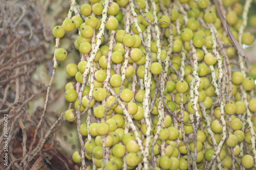 Corozo tropical fruit - Bactris guineensis photo