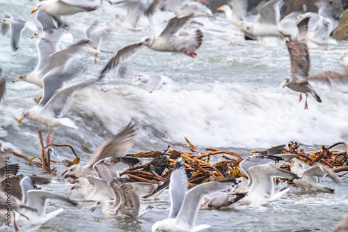 Huge amount of Seagulls feeding at the coast of Maghery in County Donegal during the storm- Ireland photo