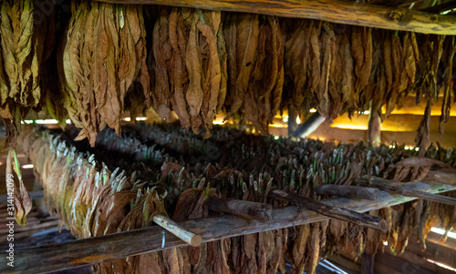 Tobacco drying, inside a shed or barn for drying tobacco leaves in Cuba