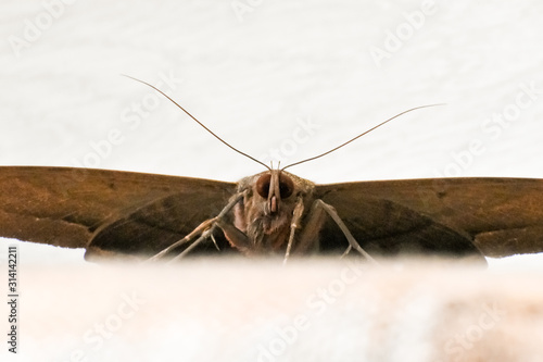 Close up of a nocturnal butterfly with outstretched wings resting on a surface